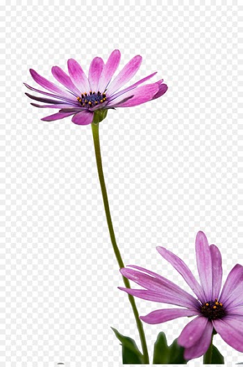 Image Pilates Physical fitness Exercise Plank - background flowers 
