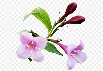 Image Portable Network Graphics Clip art Photography - wallflower pattern 