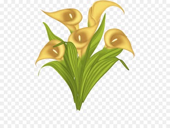 Image Portable Network Graphics Drawing Vector graphics - calla vector 