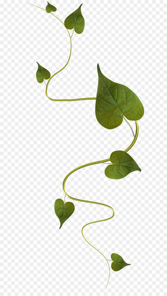Image Portable Network Graphics Plants Vine Leaf -  