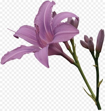 Image Portable Network Graphics Vector graphics Clip art Drawing - lily 