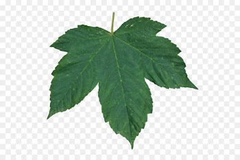 Image resolution Leaf Layers - Green leaf PNG 