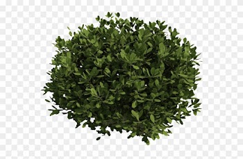 Image Result For Shrubs Clipart Transparent Background - Bushes Transparent