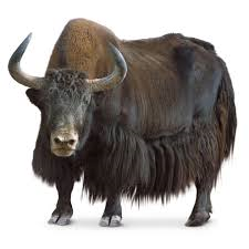 Image - Yak.png | Leap Frog Wiki | FANDOM powered by Wikia