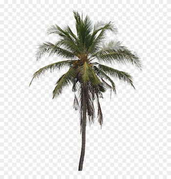 Image5 - Coconut Tree Images Png