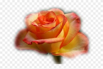 Imagens Em Png De Flores E Arranjos Florais - Garden Roses