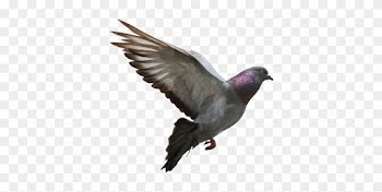 Images Nature Bird Wing Seabird Wild Beak Fauna - Pigeon Flying
