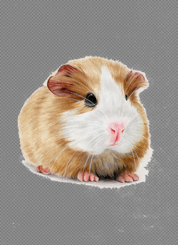 Images of guinea pigs clipart images gallery for free download ...