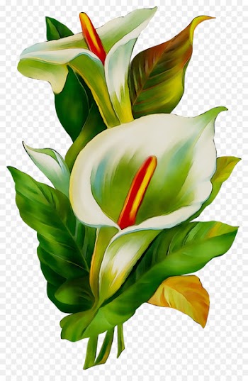 iMessage Floral design Sticker GIF iOS -  