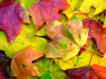img-002.jpg