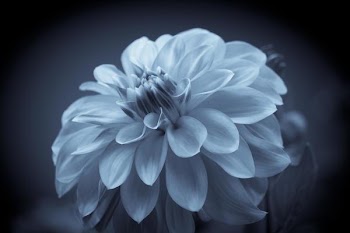 IMG_0043_.JPG