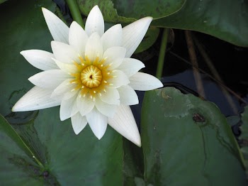 IMG_0599 031 waterlily.jpg