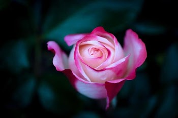 IMG_0840_.JPG