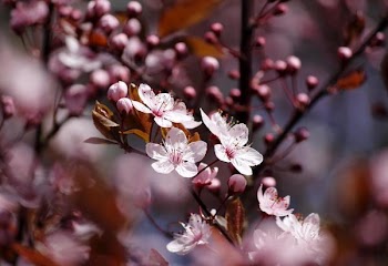 IMG_1063.JPG