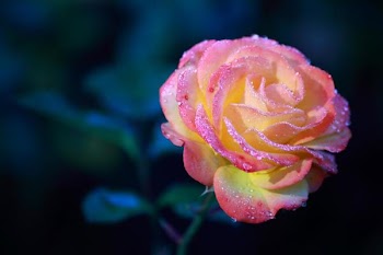 IMG_1481__.JPG