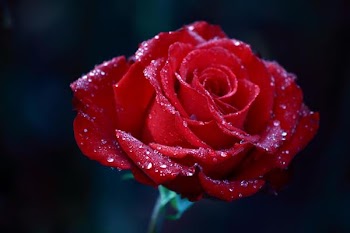IMG_1486__.JPG