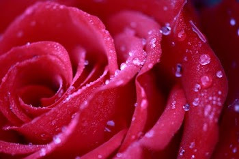 IMG_1521_1_.JPG