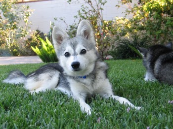 IMG_1689_p.JPG