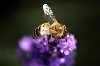IMG_3484.JPG