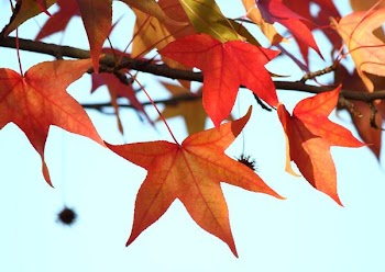IMG_3566.JPG