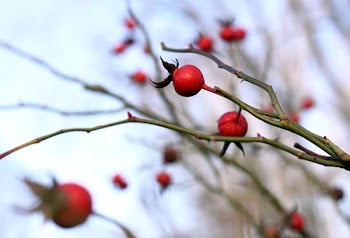 IMG_4330.JPG