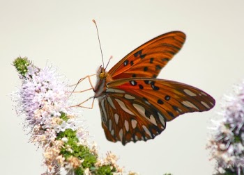 Img_4522_modif.jpg
