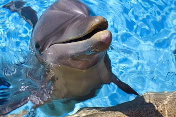 IMG_4743_enhanced1.JPG