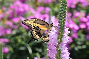 IMG_6047.JPG
