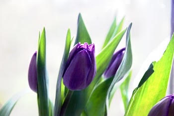 IMG_6337.jpg