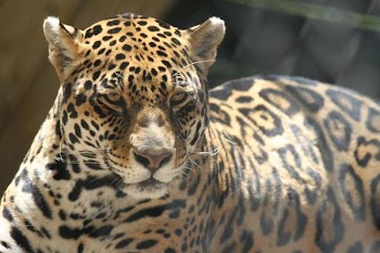 IMG_6559.JPG