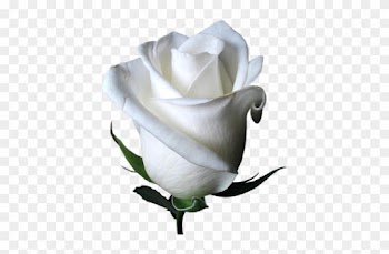 [ Img] - Beautiful White Rose Flower