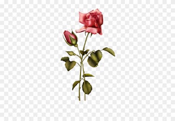 [ Img] - Elegante Rose 1 Postkarte