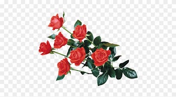 [ Img] - Flowers Rose Wallpaper Png