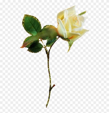 [ Img] - Garden Roses