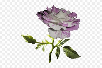 [ Img] - Garden Roses