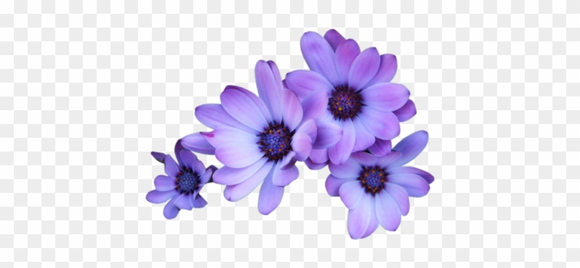 [ Img] - Purple Flowers Transparent Background