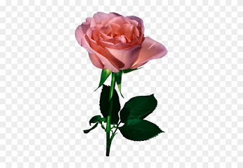 [ Img] - Valentine Pink Roses Animated Gifs