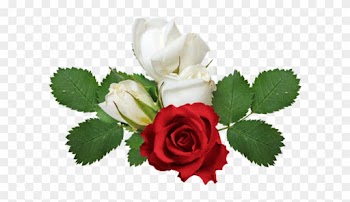[ Img] - White Roses No Background