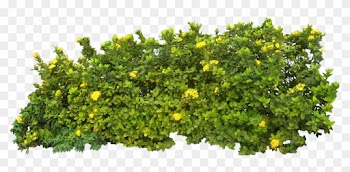 Imágenes De Plantas Y Arbustos - Transparent Bushes