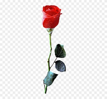 Imágenes Para Photoscape, Photoshop Y Gimp De Flores - Red Rose