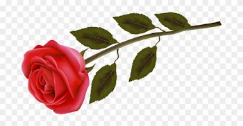 Imágenes Para Photoscape, Photoshop Y Gimp De Flores - Rose Day 2012
