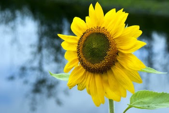 IMGP1323.jpg