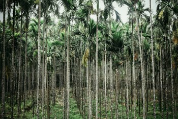 Immerse in the beautiful area of Madikeri (Karnataka), driving through the forrest was a great experience.
Coconut trees in India are everywhere and the view is always spectacular.