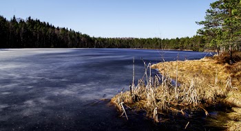 Immobilized Pond and Trees