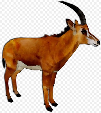 Impala Oryx Springbok Deer GAZELLE M -  