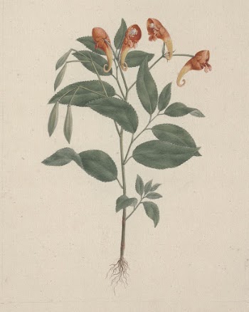 Impatiens rothii  Hook. f. | Free Photo - rawpixel