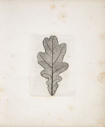 Impression of oak leaf by Peter | Free Photo - rawpixel