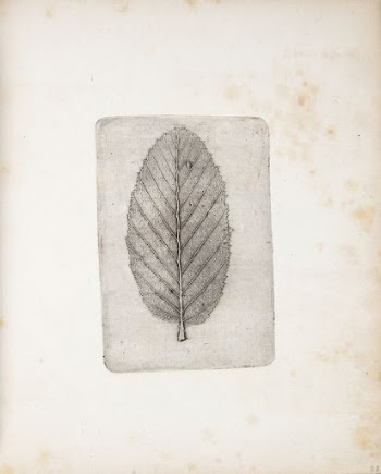 Imprint of leaf by Peter | Free Photo - rawpixel