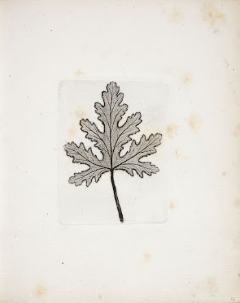 Imprint of leaf by Peter | Free Photo - rawpixel