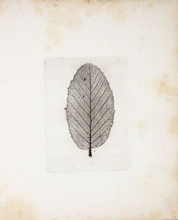 Imprint of leaf by Peter | Free Photo - rawpixel